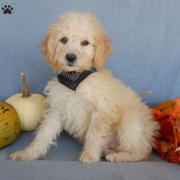 Peanut- micro mini, Mini Goldendoodle Puppy